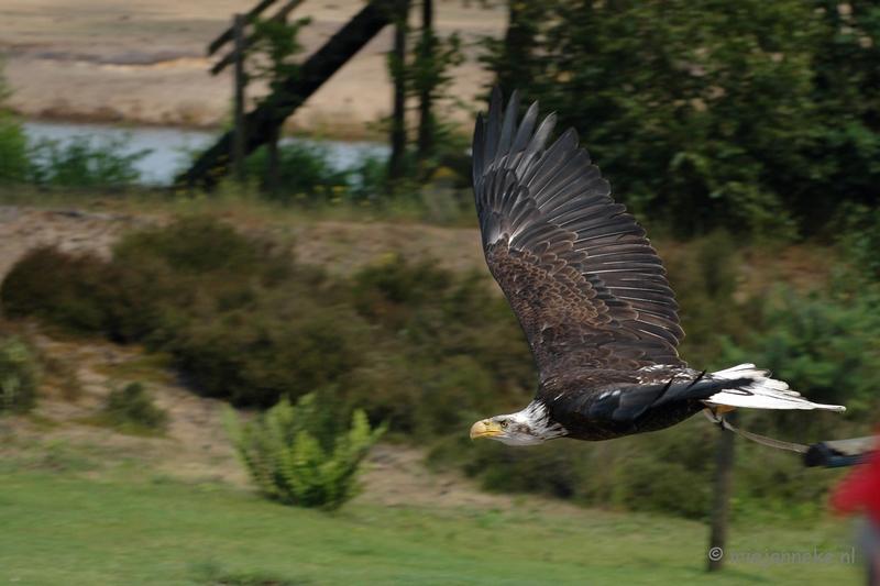 DSC_1233.JPG - Beekse Bergen