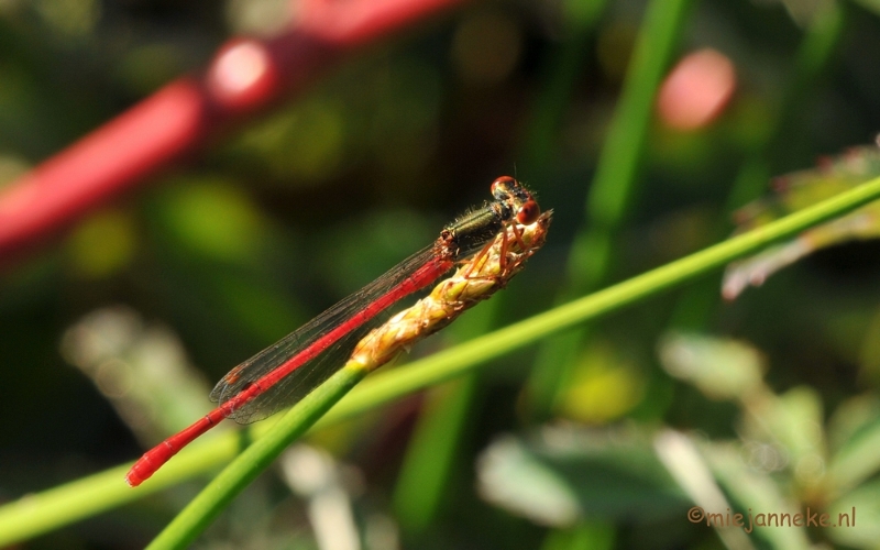 DSC_6439.JPG - Macro in de Vlasroot