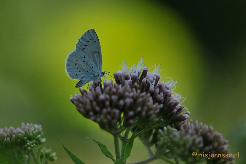 DSC_6603.JPG - Blauwtje