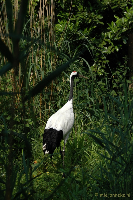 DSC_4926.JPG - Blijdorp Rotterdam groepsuitstap