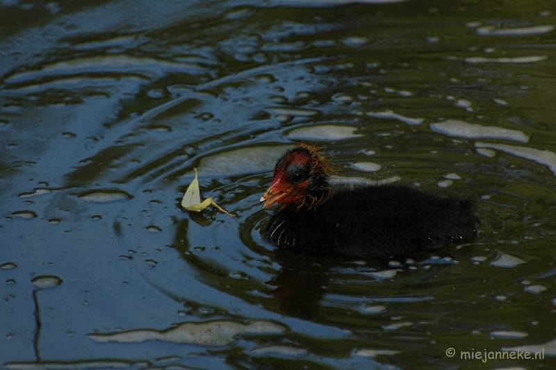 DSC_5010.JPG - Blijdorp Rotterdam groepsuitstap