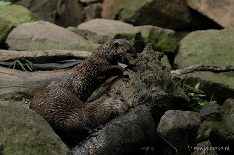 DSC_5225.JPG - Blijdorp Rotterdam groepsuitstap