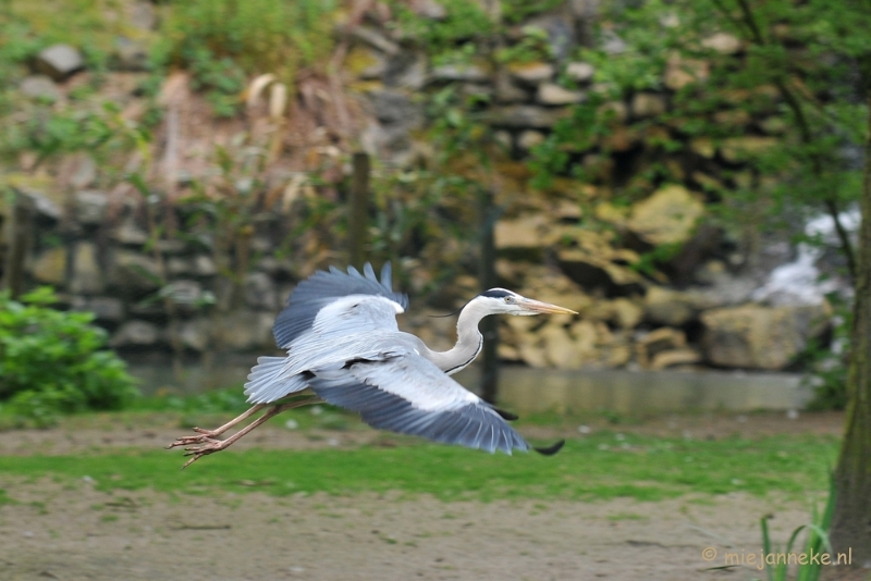 DSC_6127.JPG - Ze stelen de vis van de dieren