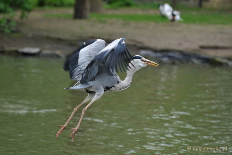 DSC_6190.JPG - Voor de reiger een lekker hapje