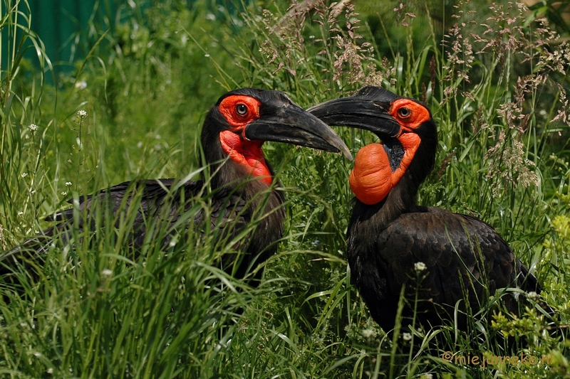 DSC_2892.JPG - Buurtverenigings uitje Olmense Zoo