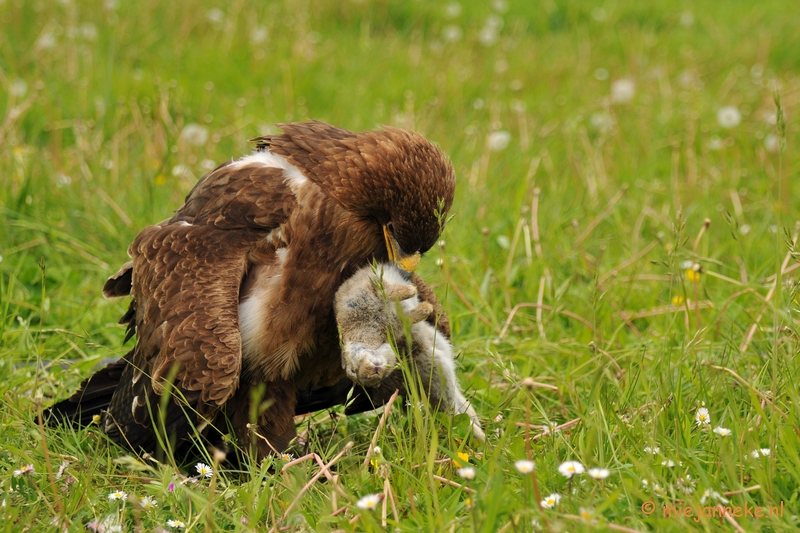 DSC_7824a.JPG - Steppenarend met prooi