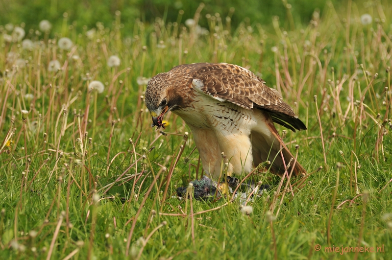 DSC_7924.JPG - Roodstaartbuizerd met prooi