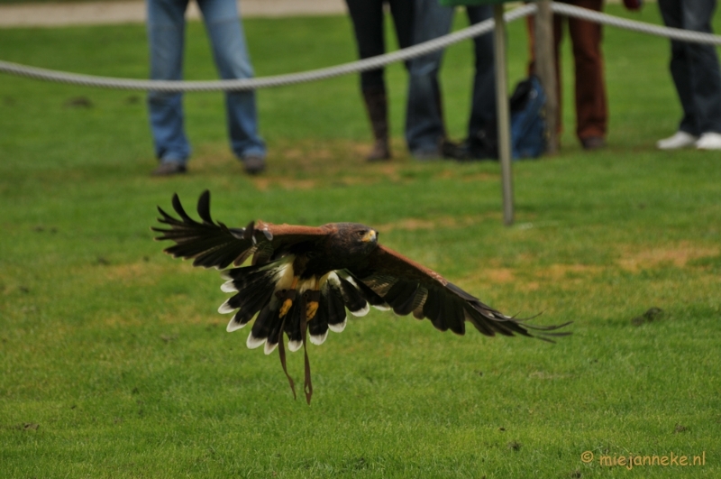 DSC_4197.JPG - Roofvogelshow Arcen