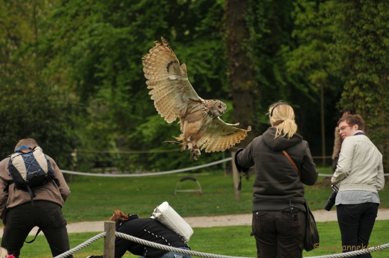 DSC_4243.JPG - Roofvogelshow Arcen