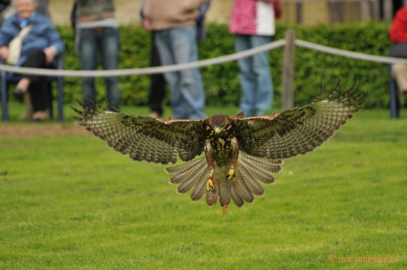 DSC_4399.JPG - Roofvogelshow Arcen