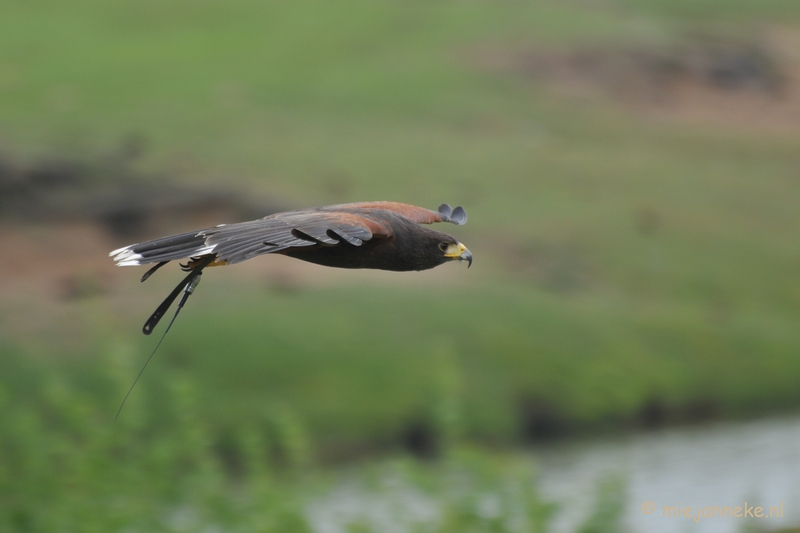 DSC_5121.JPG - Woestijnbuizerd