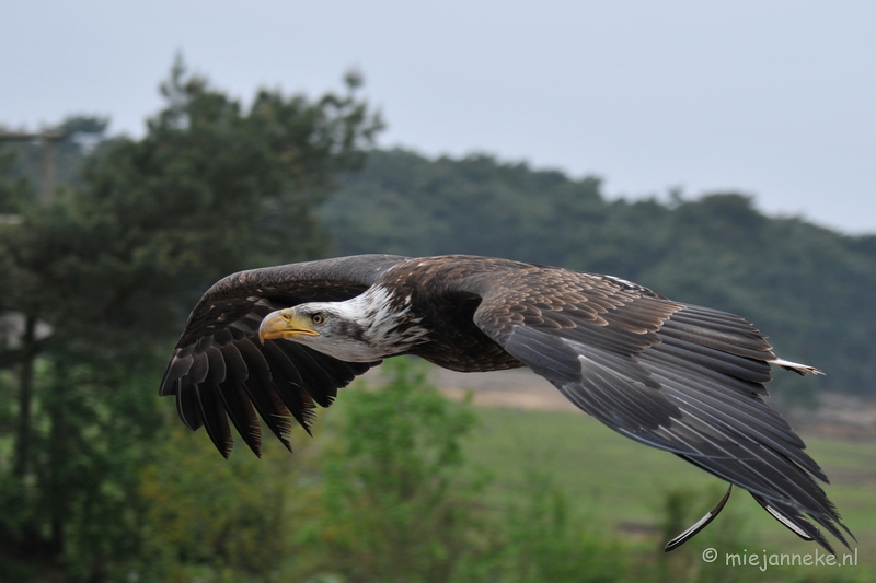 DSC_5258.JPG - Jonge zeearend