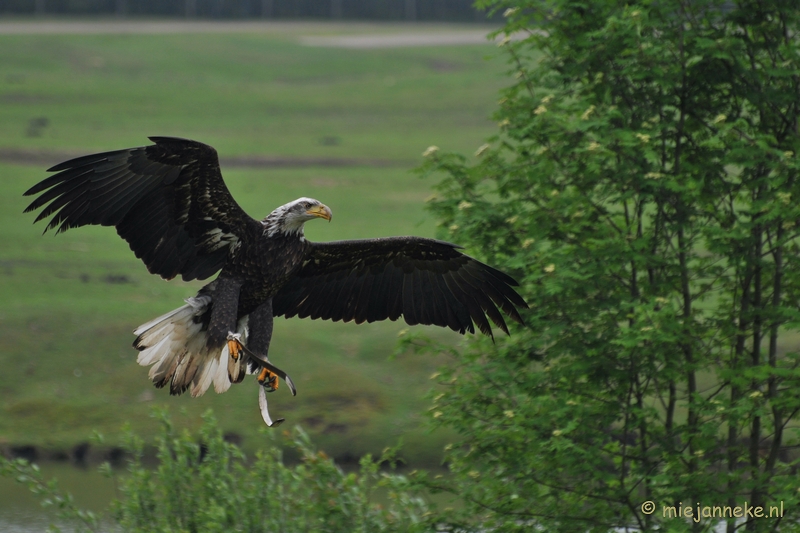 DSC_5283.JPG - Jonge zeearend