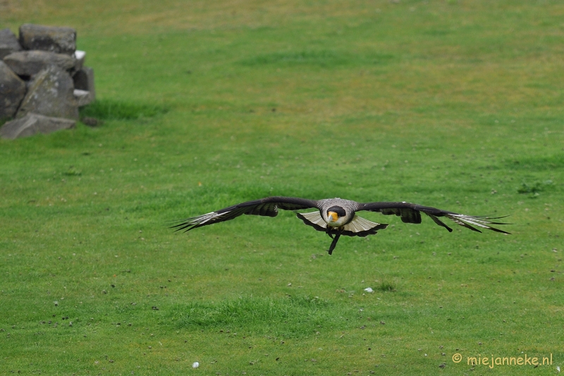 DSC_5430.JPG - Kuifcaracara