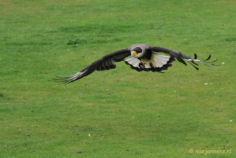 DSC_5436.JPG - Kuifcaracara