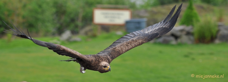 DSC_5761.JPG - Buizerd