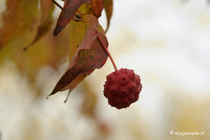 DSC_0886.JPG - Herfst in Arcen