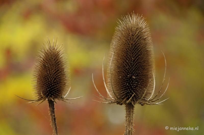 DSC_0962.JPG - Herfst in Arcen