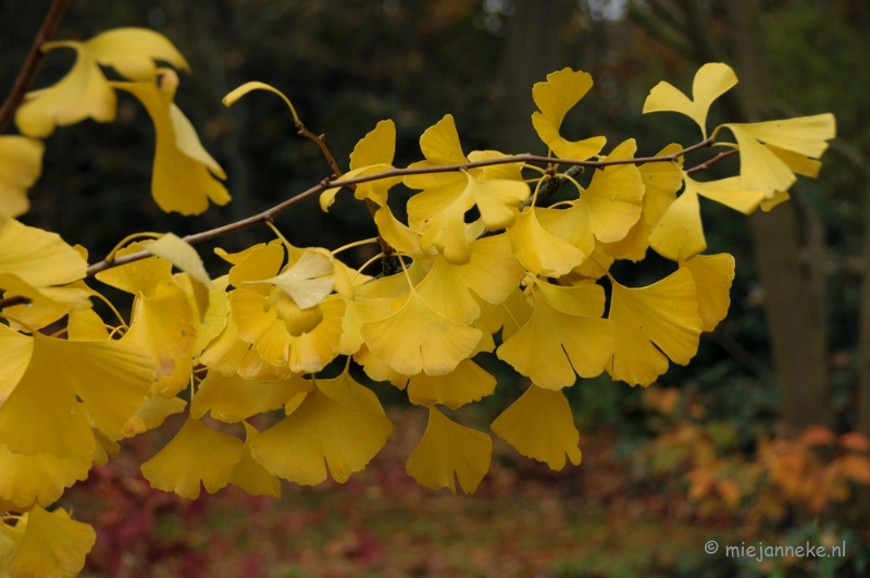 DSC_1189.JPG - Herfst in Arcen