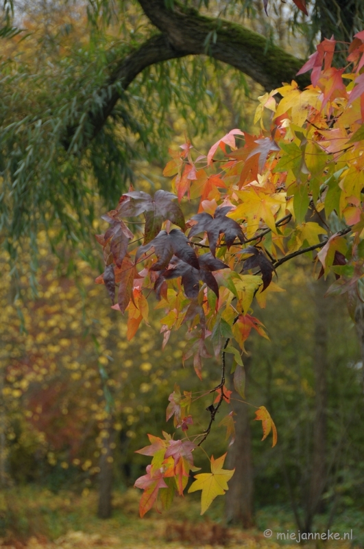 DSC_1307.JPG - Herfst in Arcen