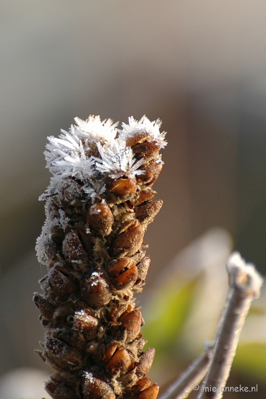 DSC_4604a.JPG - Touch of winter in de BB