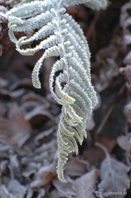 DSC_4608a.JPG - Touch of winter in de BB