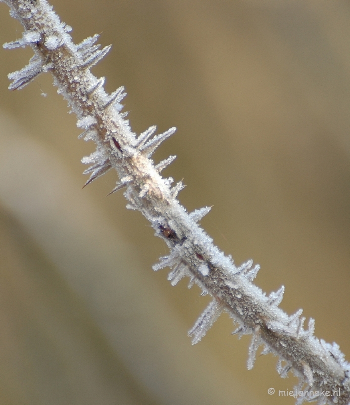 DSC_4650a.JPG - Touch of winter in de BB