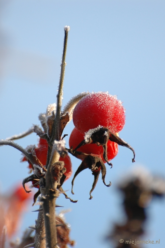 DSC_4657a.JPG - Touch of winter in de BB