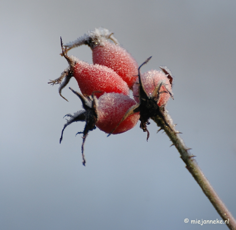 DSC_4667a.JPG - Touch of winter in de BB