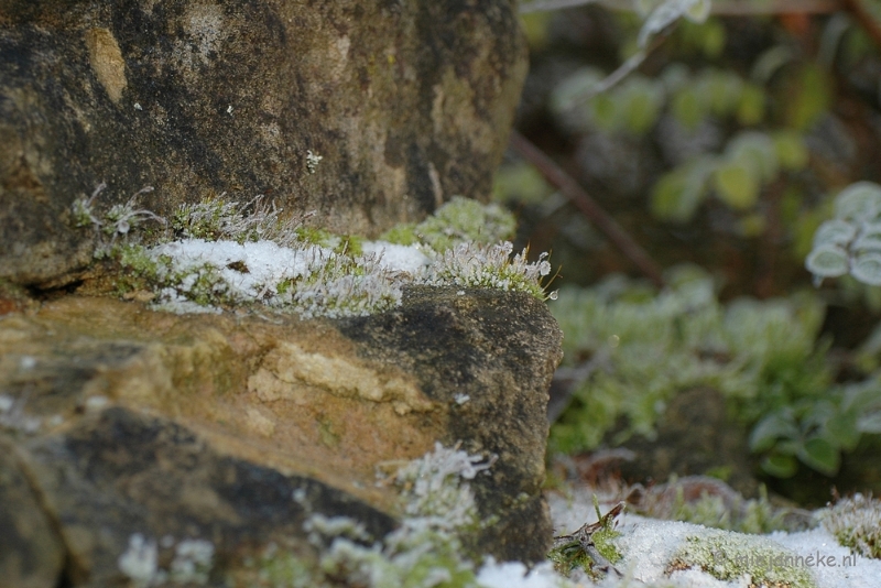 DSC_4731a.JPG - Touch of winter in de BB