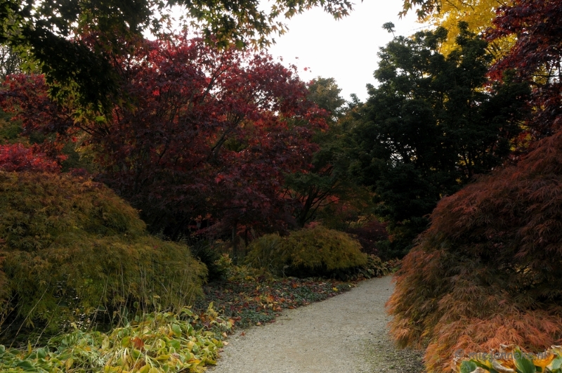 DSC_0463.JPG - Herfst in Arcen