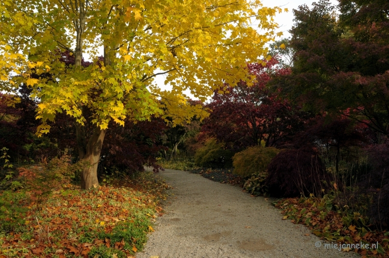 DSC_0470.JPG - Herfst in Arcen