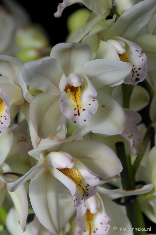 DSC_0590.JPG - Orchiade