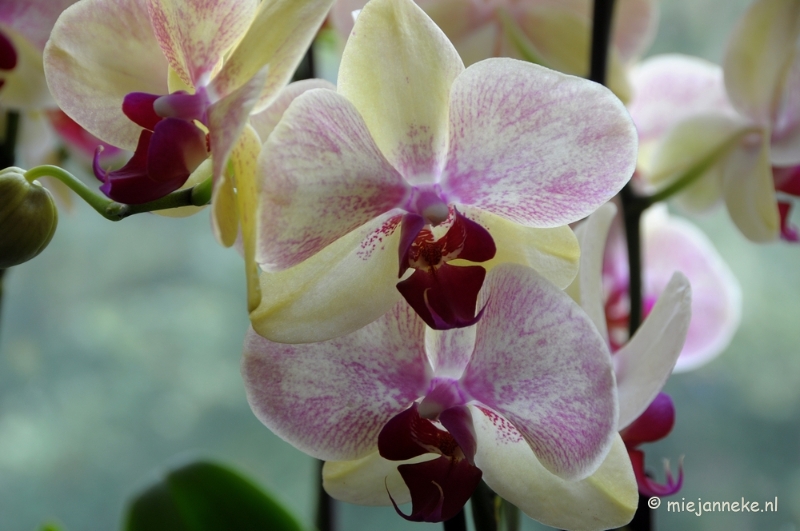 DSC_0594.JPG - Orchiade