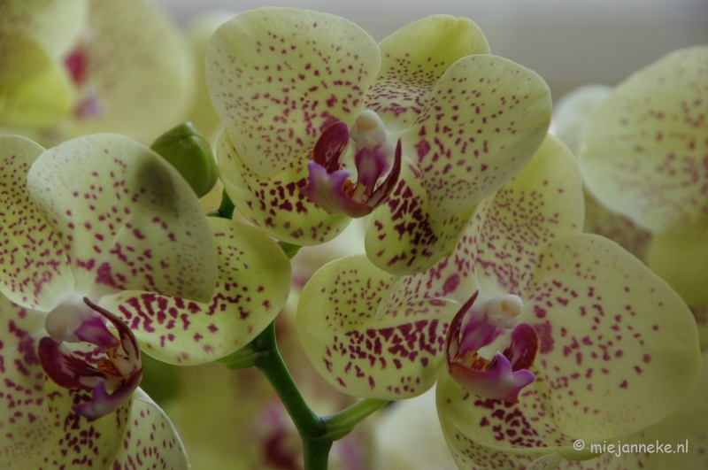 DSC_0606.JPG - Orchiade