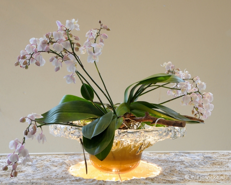 DSC_0684.JPG - Orchiade