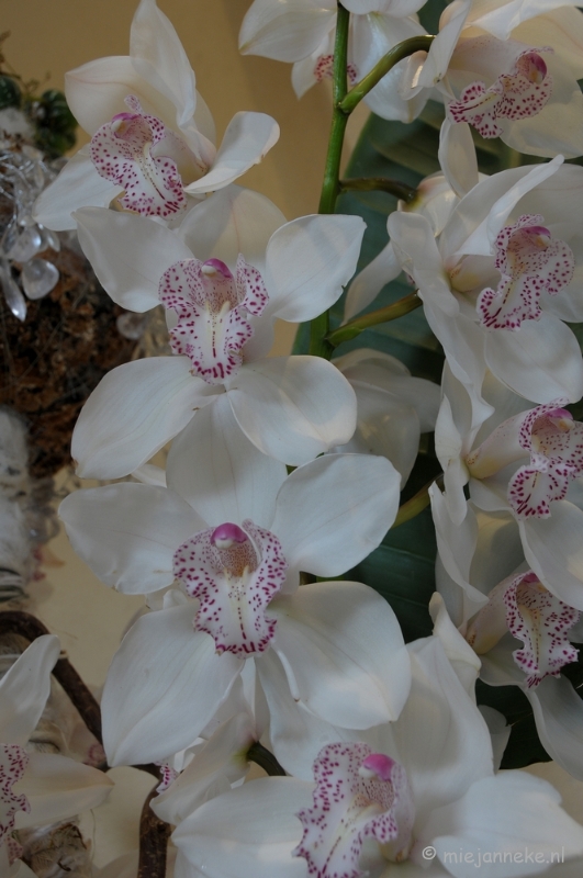 DSC_0687.JPG - Orchiade