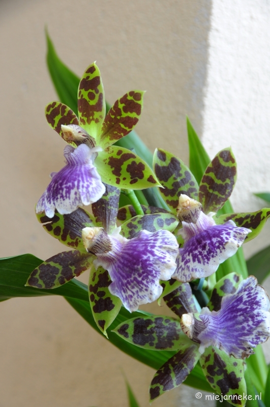 DSC_0690.JPG - Orchiade