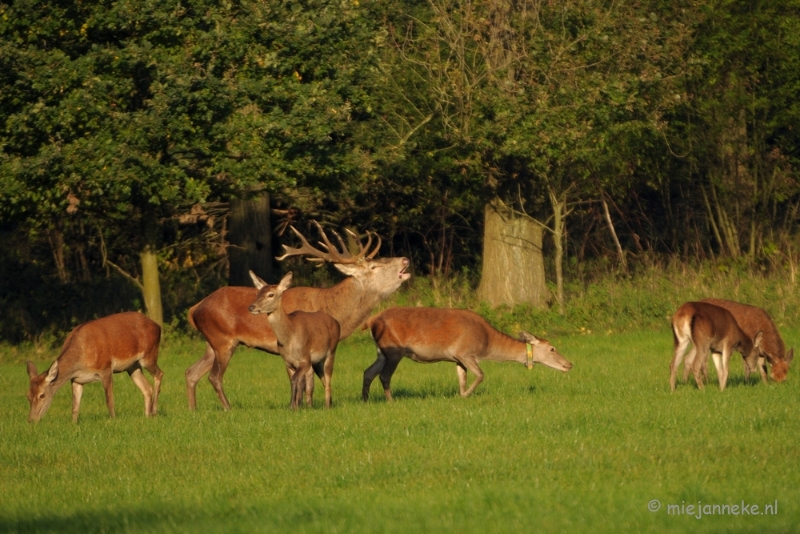 DSC_9526.JPG - Laat zich ook horen