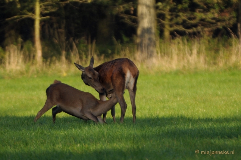 DSC_9605.JPG - Een late jongen die nog zoogt