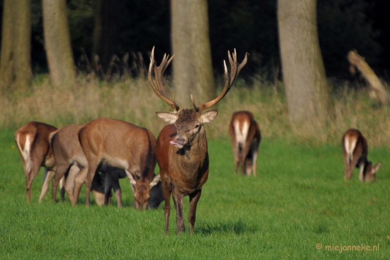 DSC_9672.JPG - Met zijn tong proeft hij alles