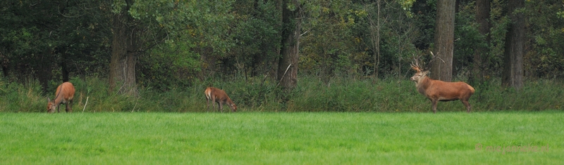 DSC_7838.JPG - Herten Bronstijd