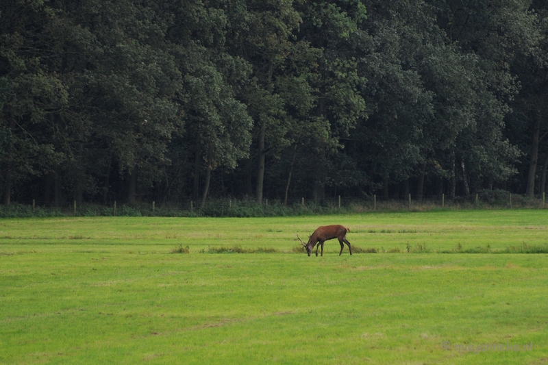 DSC_7951.JPG - Herten Bronstijd