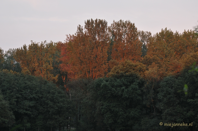 DSC_7974.JPG - Herten Bronstijd