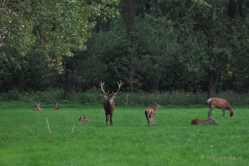 DSC_7976.JPG - Herten Bronstijd