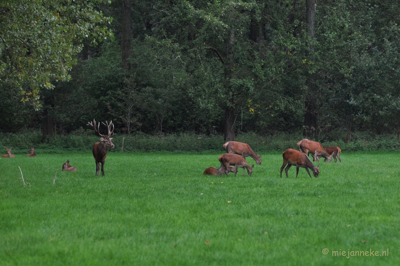 DSC_7979.JPG - Herten Bronstijd