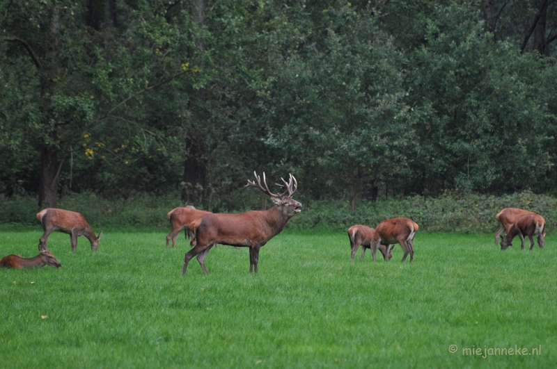 DSC_7987.JPG - Herten Bronstijd