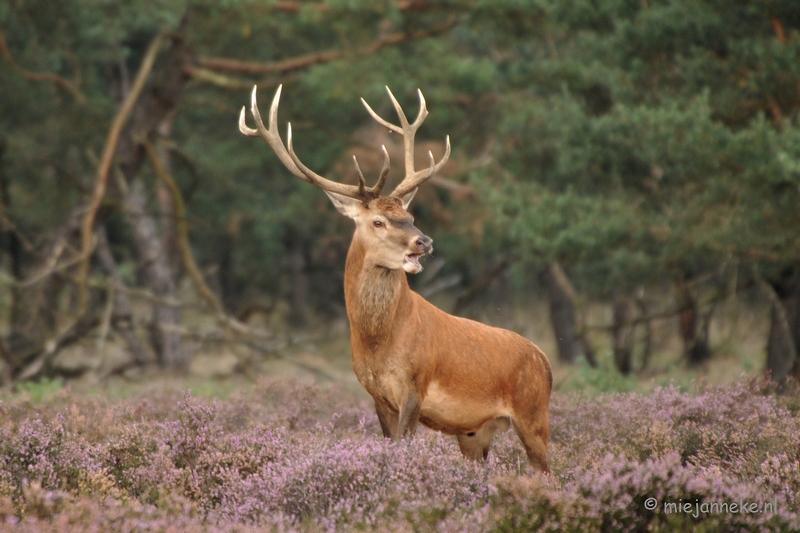 DSC_5537.JPG - Een jonge bok.