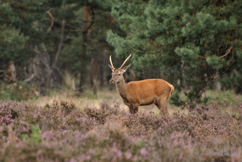 DSC_5712.JPG - De spitser vind het wel goed