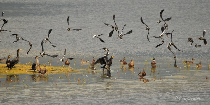 DSC_4219.JPG - Aan en afvliegen van de vogels